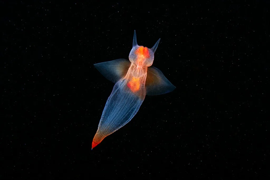 A translucent, winged sea creature with glowing orange internal organs and a red-tipped tail floats against a black…