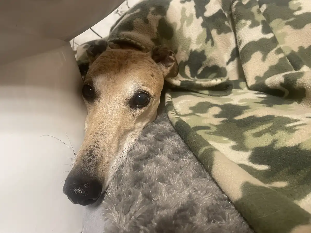 The Adorable Intermission Dog