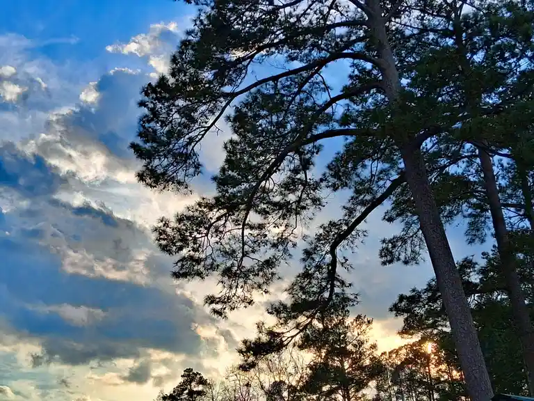 A low-angle photo shows tall pine trees silhouetted against a dramatic sky with blue and white clouds, and the sun setting…