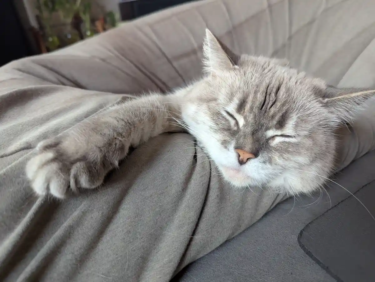 A gray tabby cat with white markings is sleeping peacefully on a gray couch, its eyes closed and one paw stretched out. The…