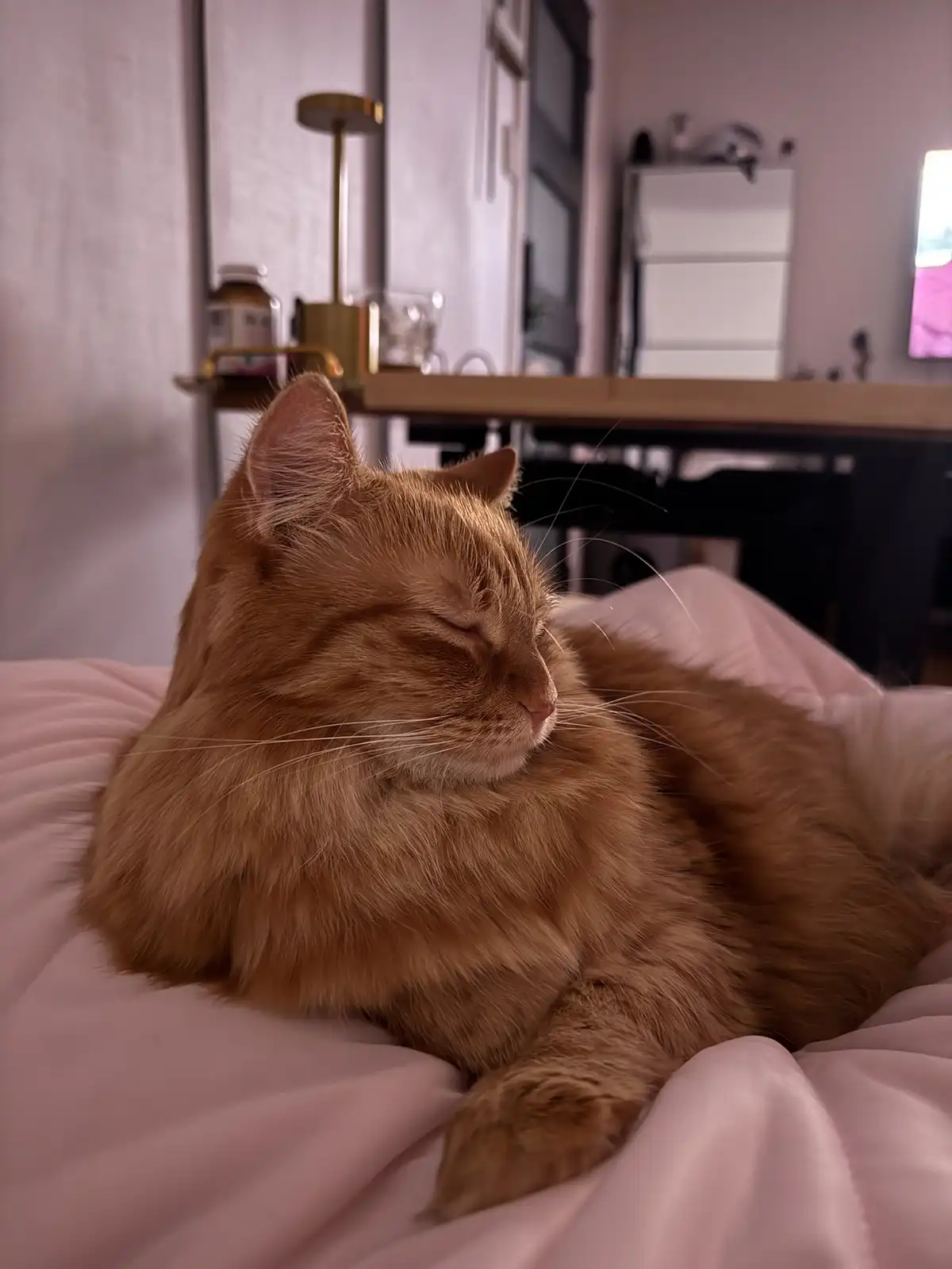 A fluffy orange tabby cat is peacefully sleeping on a soft pink blanket, its eyes closed and body relaxed. In the…