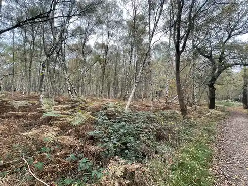A photo of a forest path winding through a woodland with many birch trees and brown ferns on the ground. The overlaid text…