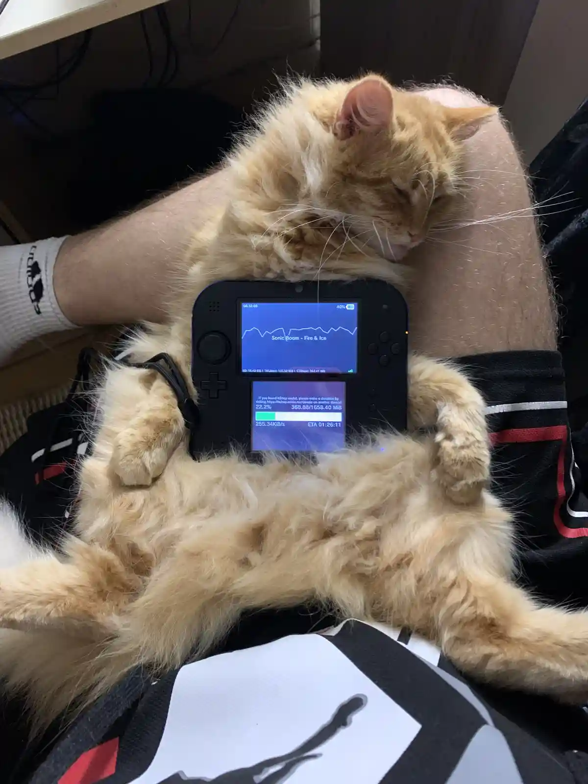 A fluffy orange cat is sleeping soundly on a person's lap, with its paws resting on a Nintendo Switch that is actively…