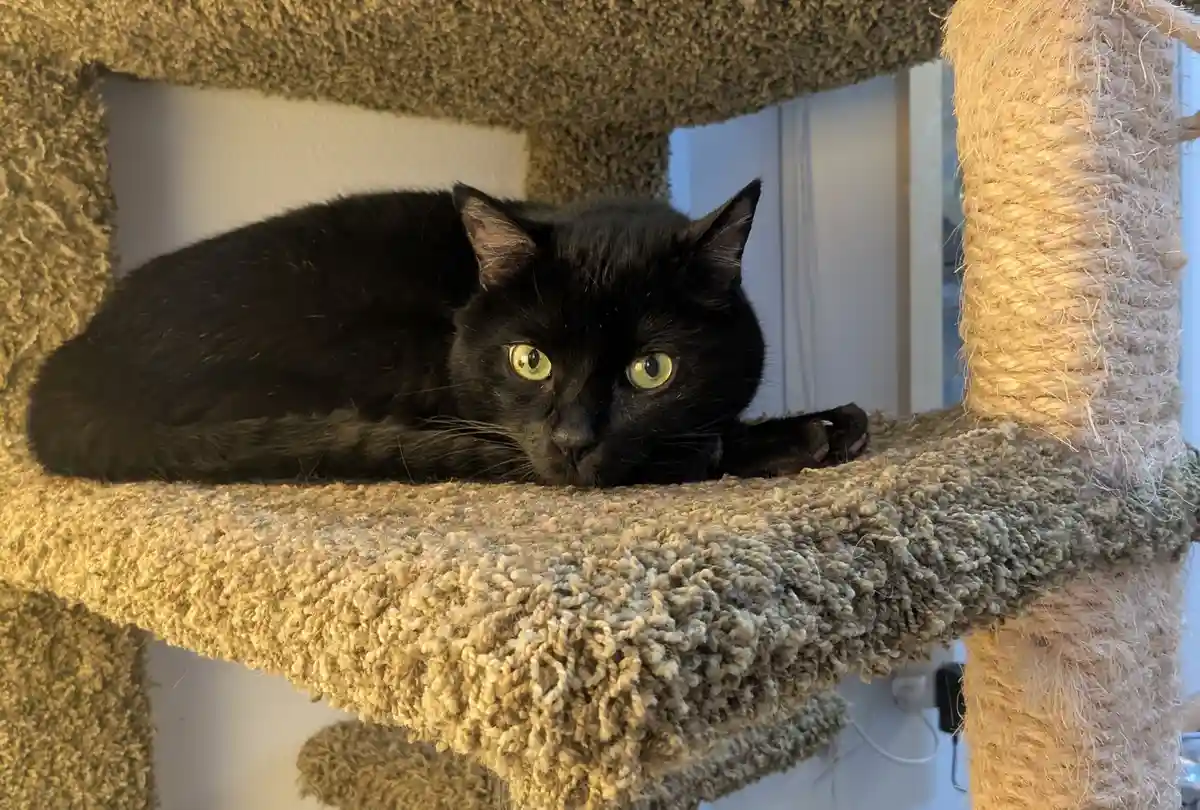 A black cat with bright green eyes is lying on a beige carpeted cat tree platform, looking directly at the camera with a…