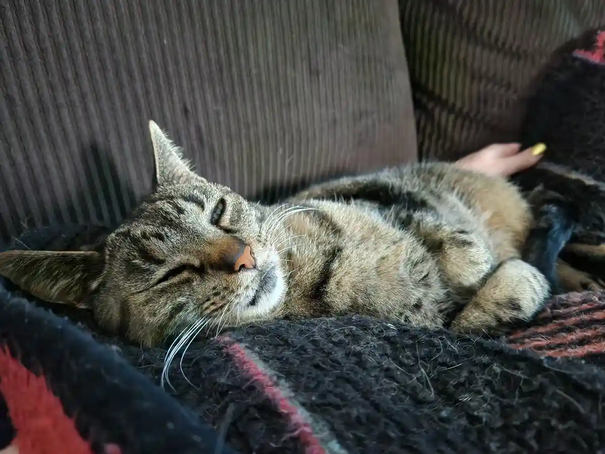 A tabby cat is lying on its side on a dark, textured blanket, appearing deeply relaxed with one eye half-open and its mouth…