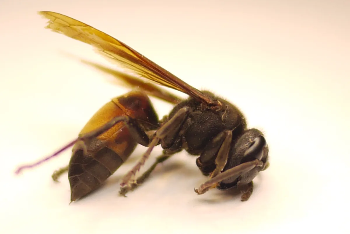 A close-up photo of a wasp with dark body and amber-colored wings, lying on its side on a plain white surface. The wasp…