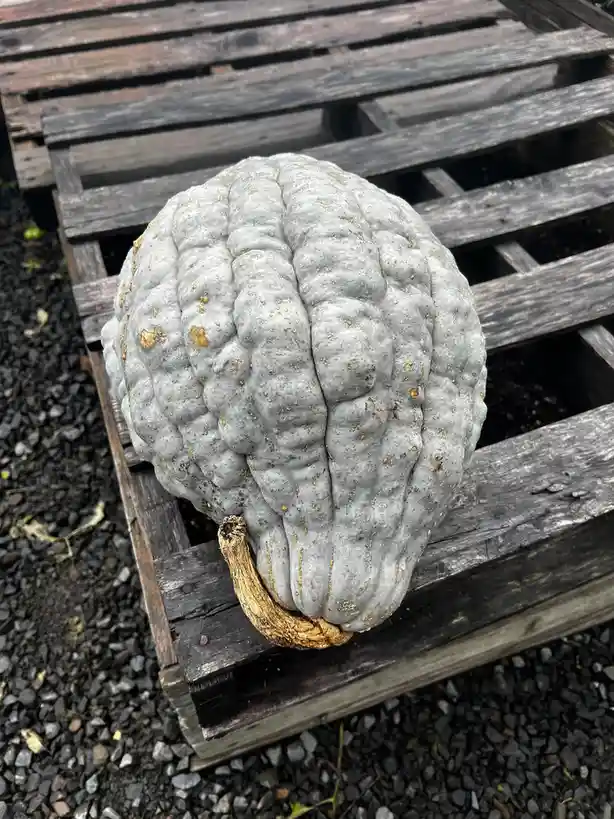 A large, grayish, deeply ribbed pumpkin with a dried, golden-brown stem rests on a weathered wooden pallet. The pumpkin's…