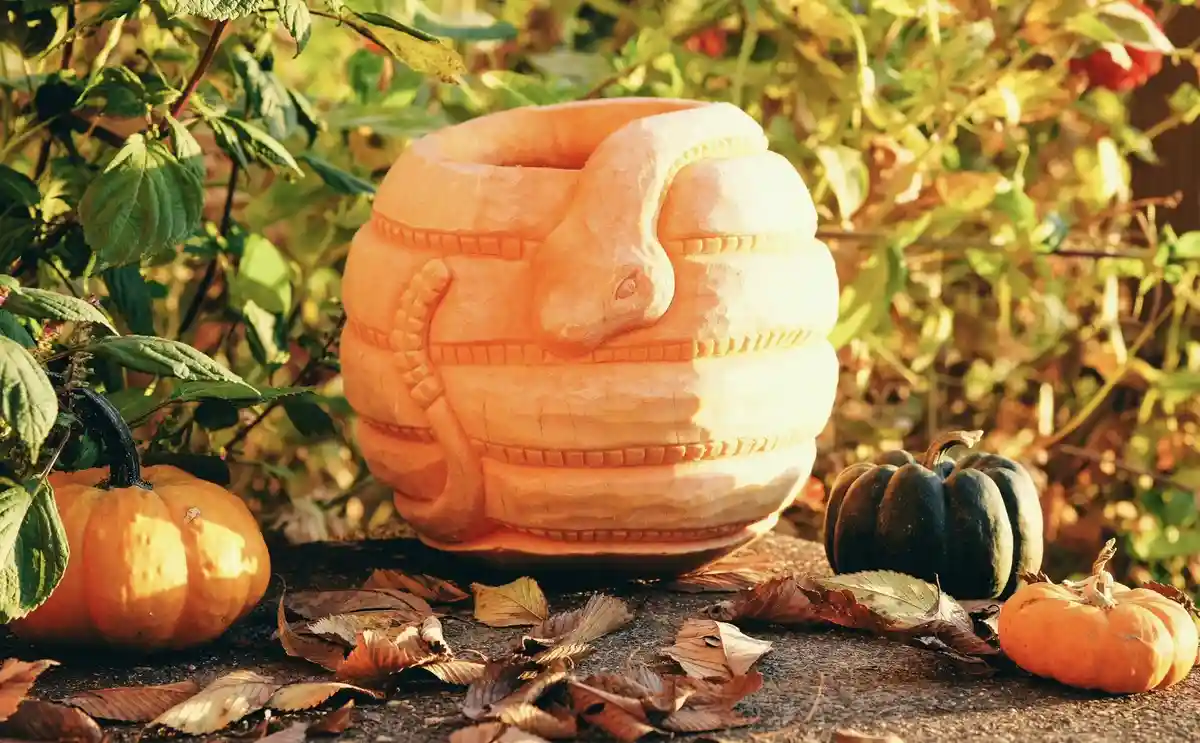 A large, intricately carved pumpkin shaped like a coiled snake with its head emerging from the top, surrounded by smaller…