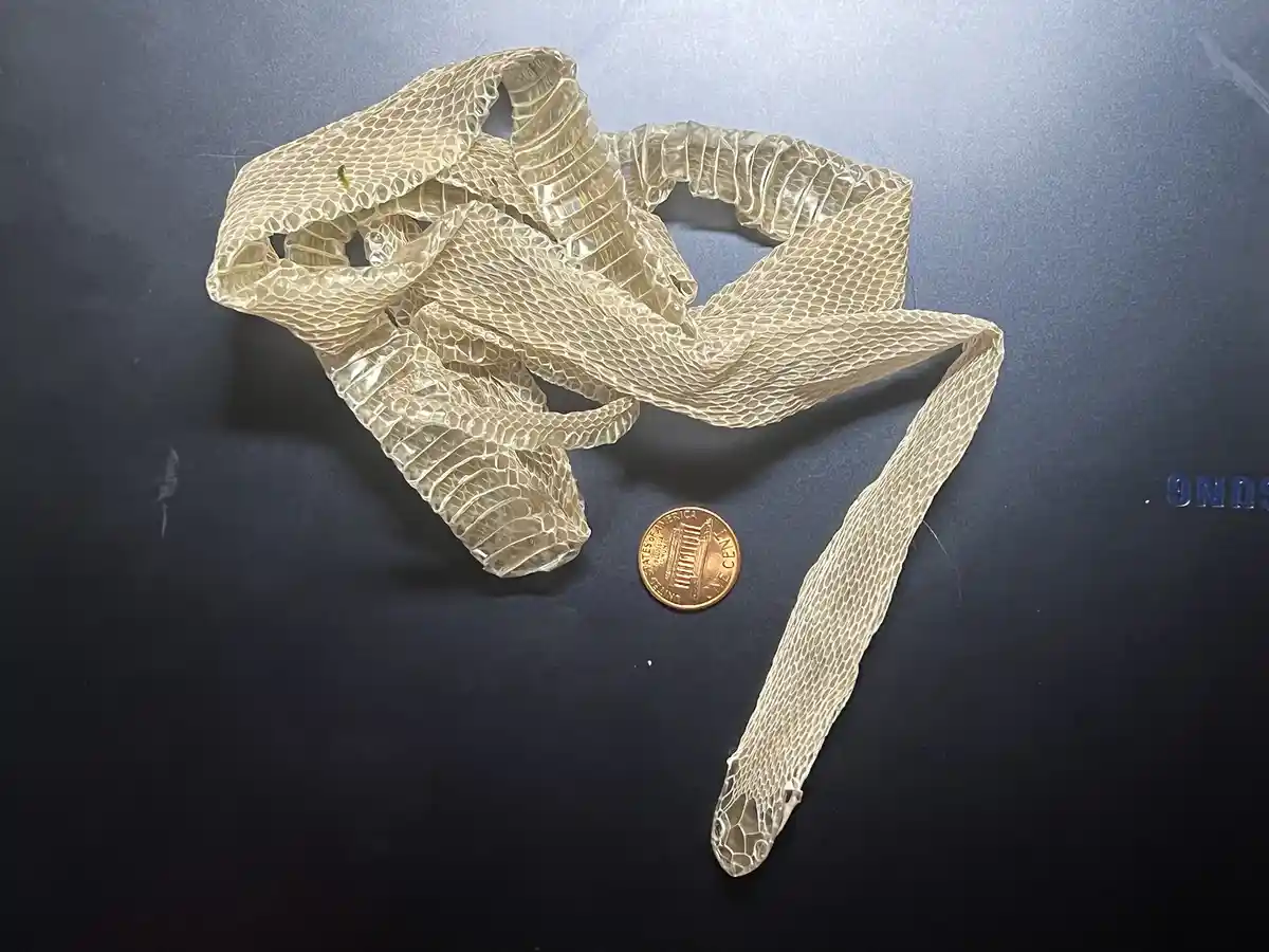 A discarded, translucent snake skin lies coiled on a dark surface next to a U.S. penny for scale, with the overlaid text…