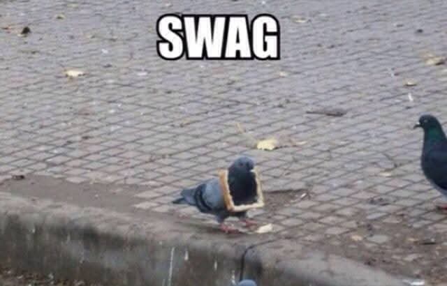 A pigeon stands on a paved sidewalk with a piece of bread or pastry stuck to its chest, while another pigeon stands nearby…