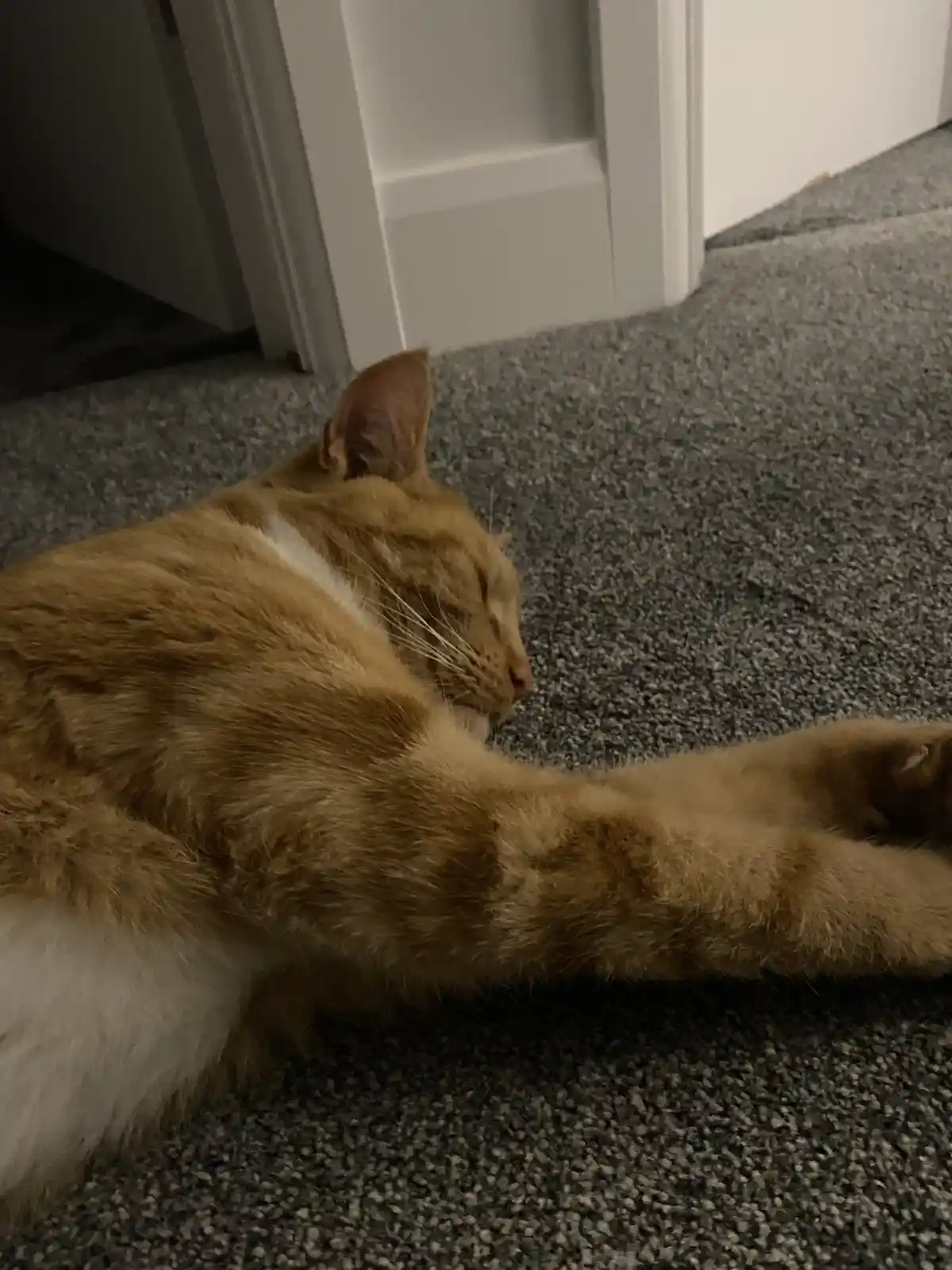 An orange tabby cat with a white chest is lying on a gray carpet near a white door frame, stretching its front paw forward…
