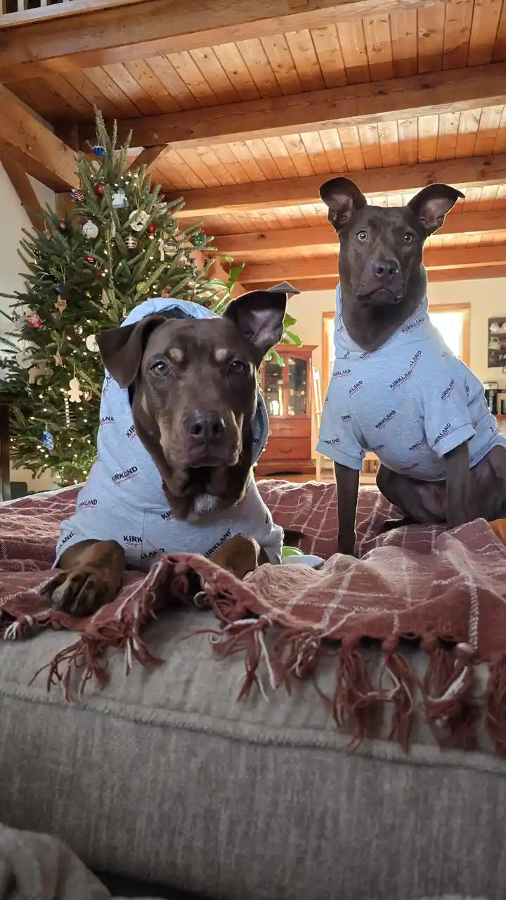 Celebrating Happy Honda Days in Festive Christmas Gear