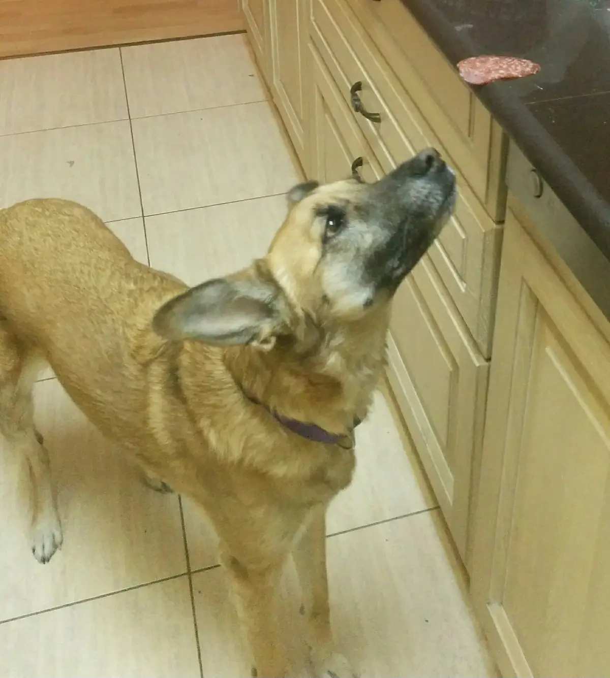 A tan and black dog with a purple collar stands on a tiled kitchen floor, looking up intently at a single slice of salami…