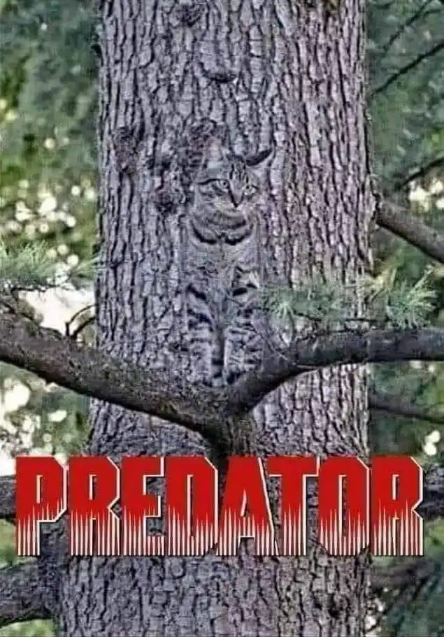 A tabby cat is camouflaged against the bark of a tree trunk, its striped fur blending seamlessly with the rough texture…