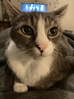 A close-up photo of a gray and white domestic cat with large, expressive green eyes looking directly at the camera, resting…