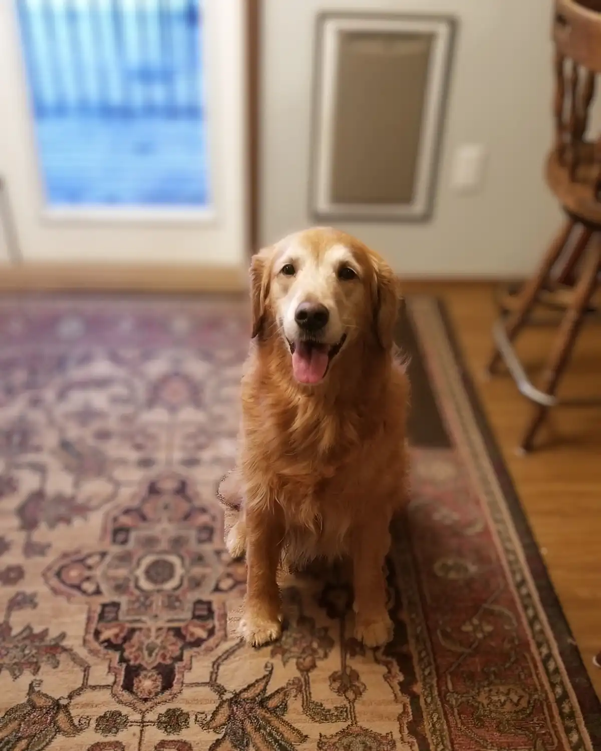 A golden retriever sits happily on a patterned rug indoors, looking at the camera with its tongue out. Behind it, a pet door…