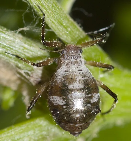 A close-up photo of a small, brownish insect with a speckled, textured body clinging to a green plant stem. The insect has…