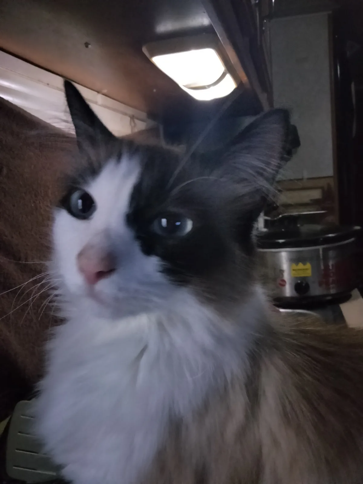 A close-up, slightly blurry photo shows a fluffy, long-haired cat with a white chest and face, and dark grey or black…
