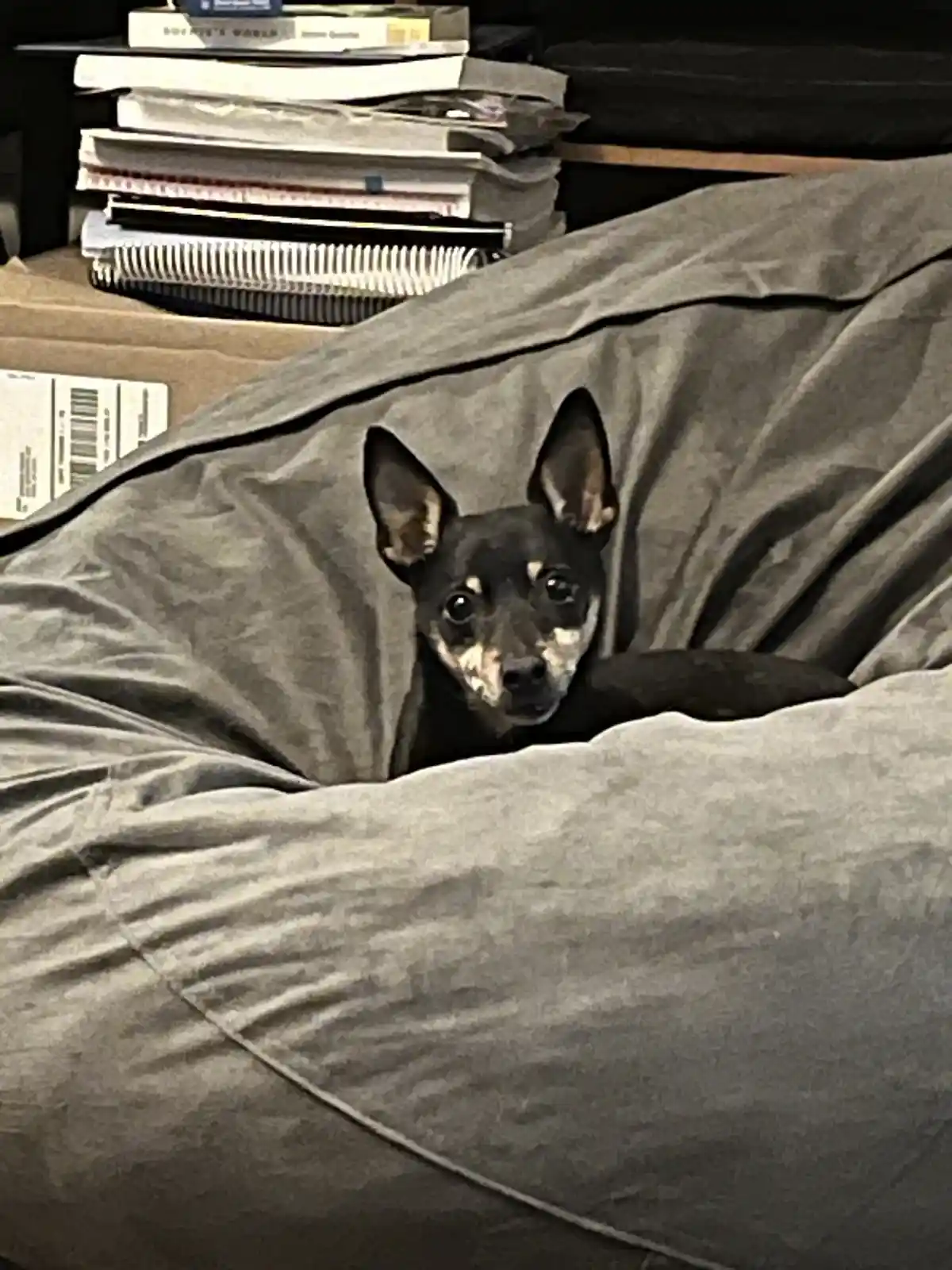 A small black and tan dog with large, alert ears peeks out from under a gray blanket draped over a couch or beanbag. Behind…