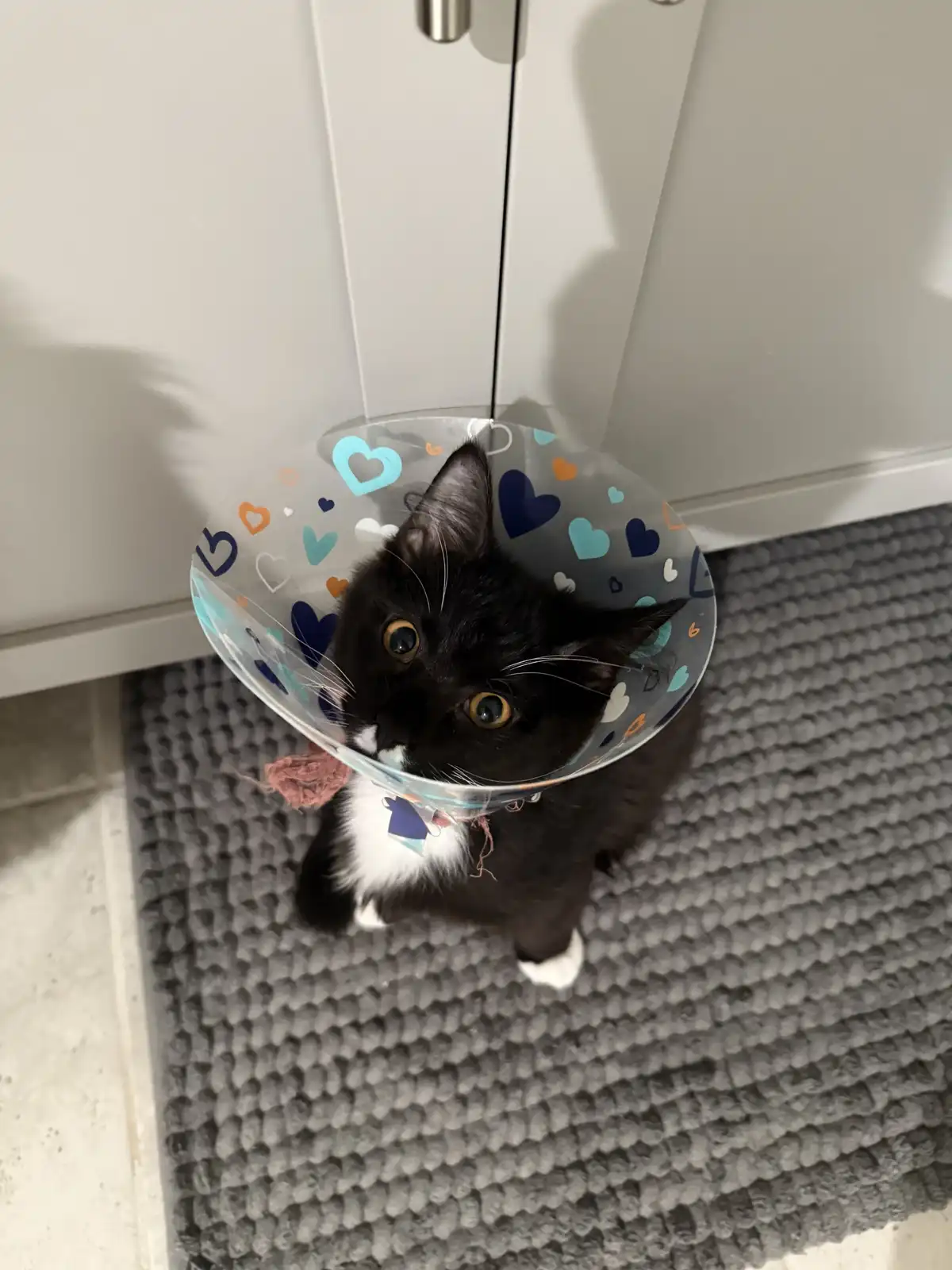 A black and white cat with wide, startled eyes is wearing a clear plastic cone decorated with colorful hearts, standing on a…