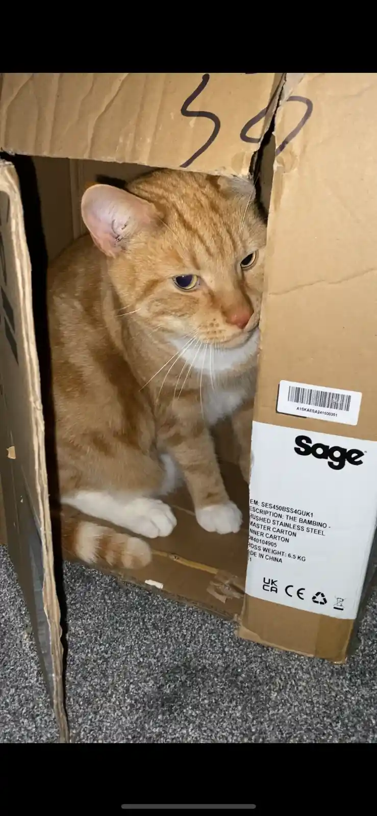 An orange tabby cat with white paws and chest sits inside a brown cardboard box labeled 'Sage' with product details like…