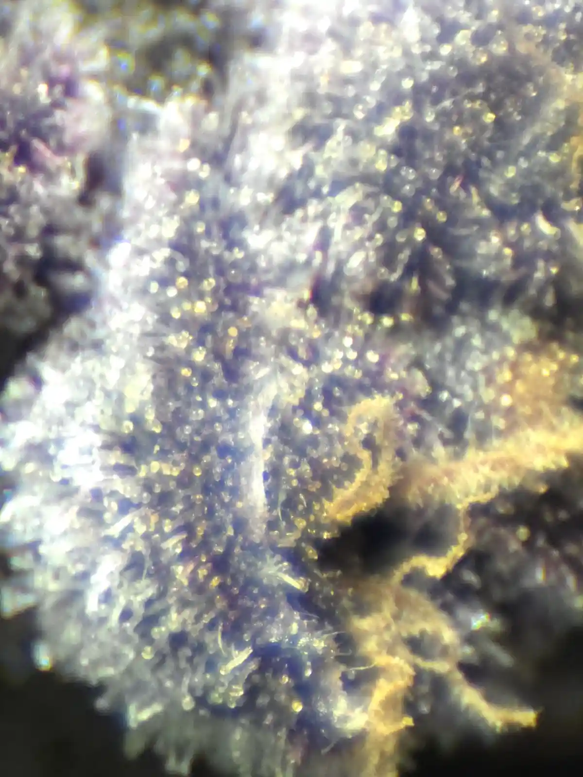 A close-up, blurry, abstract image of glittery, crystalline textures in shades of white, gold, and blue, resembling…