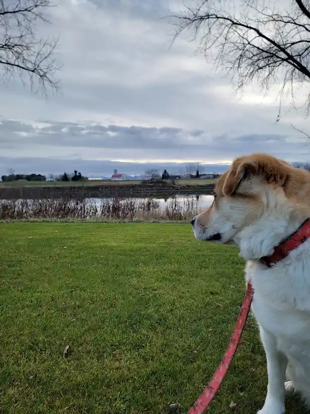 A tan and white dog wearing a red leash and collar stands on green grass, looking off to the side at a pond and distant farm…