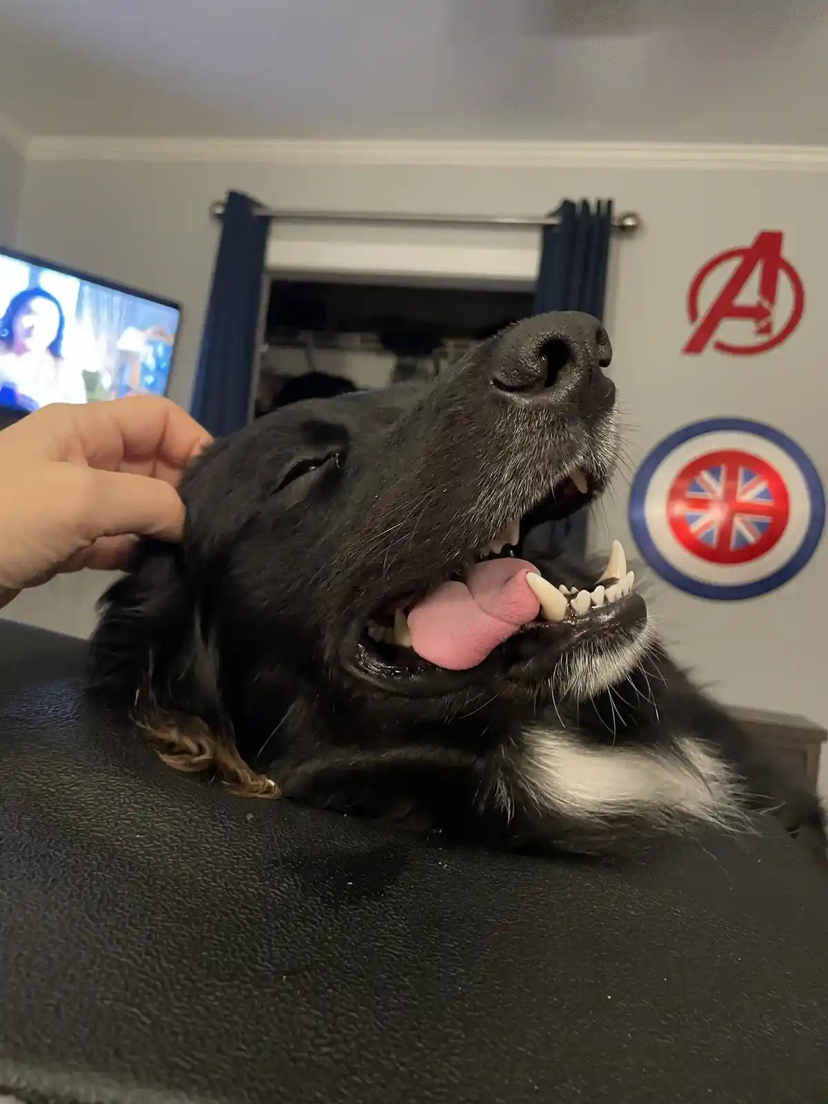 A black dog with a white chest is lying on a black couch, its mouth wide open with tongue out and teeth visible, as a human…
