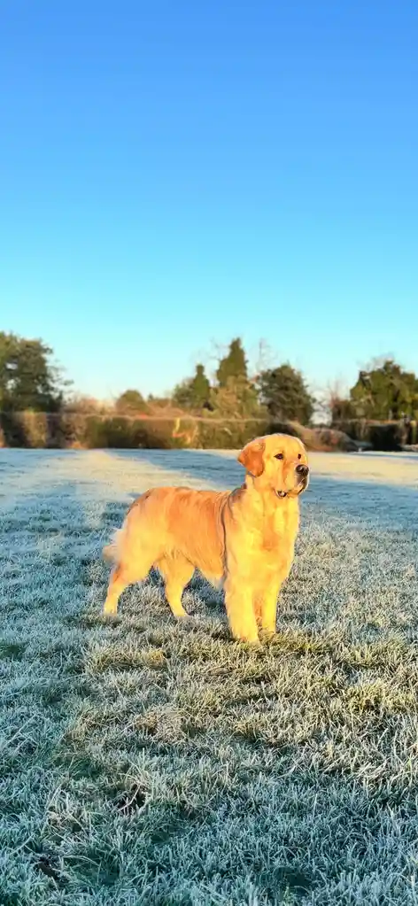 A golden retriever stands in a field of frost-covered grass under a clear blue sky, bathed in warm sunlight. The dog looks…