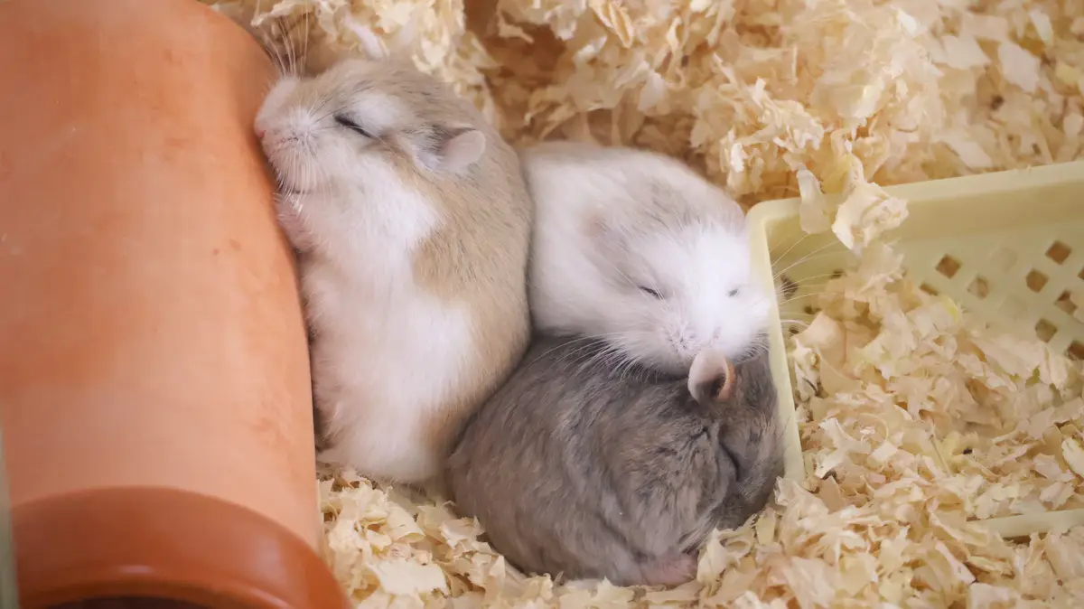 Three hamsters are curled up and sleeping soundly in a bed of wood shavings next to a terracotta tube and a yellow plastic…
