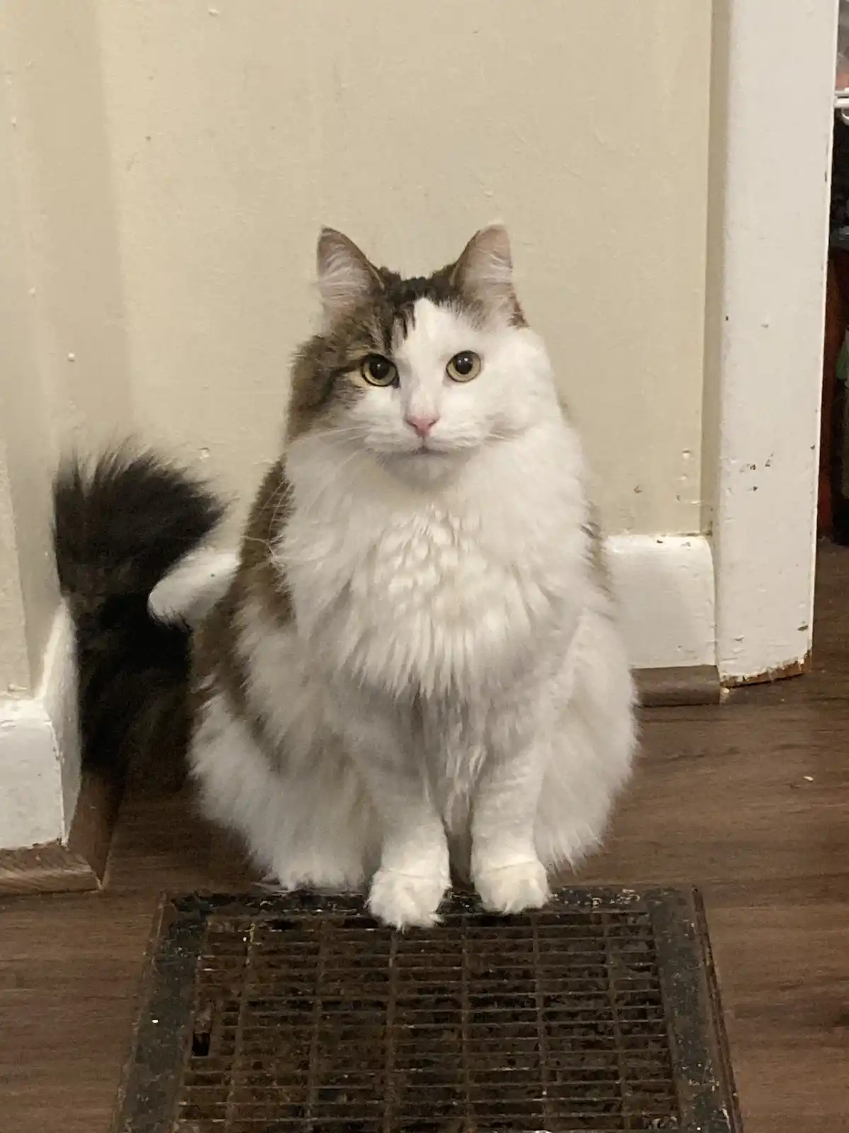 A fluffy, long-haired cat with white and brown fur sits upright on a dark metal floor vent, looking directly at the camera…