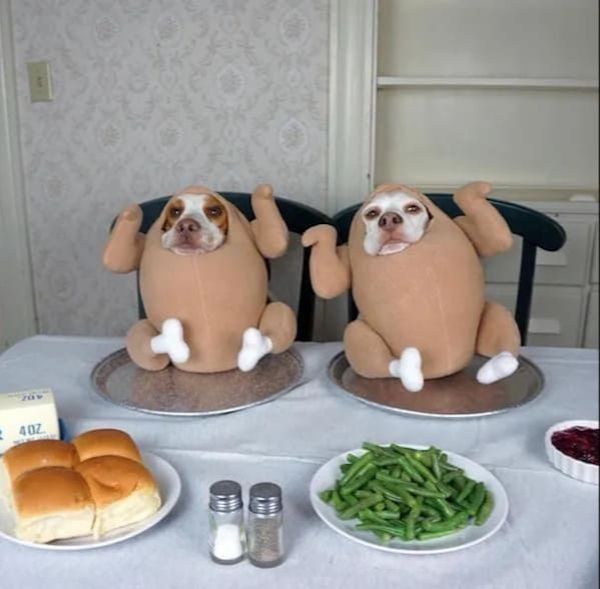 Two dogs wearing brown sloth costumes sit at a dining table with plates of food, including green beans, rolls, and cranberry…
