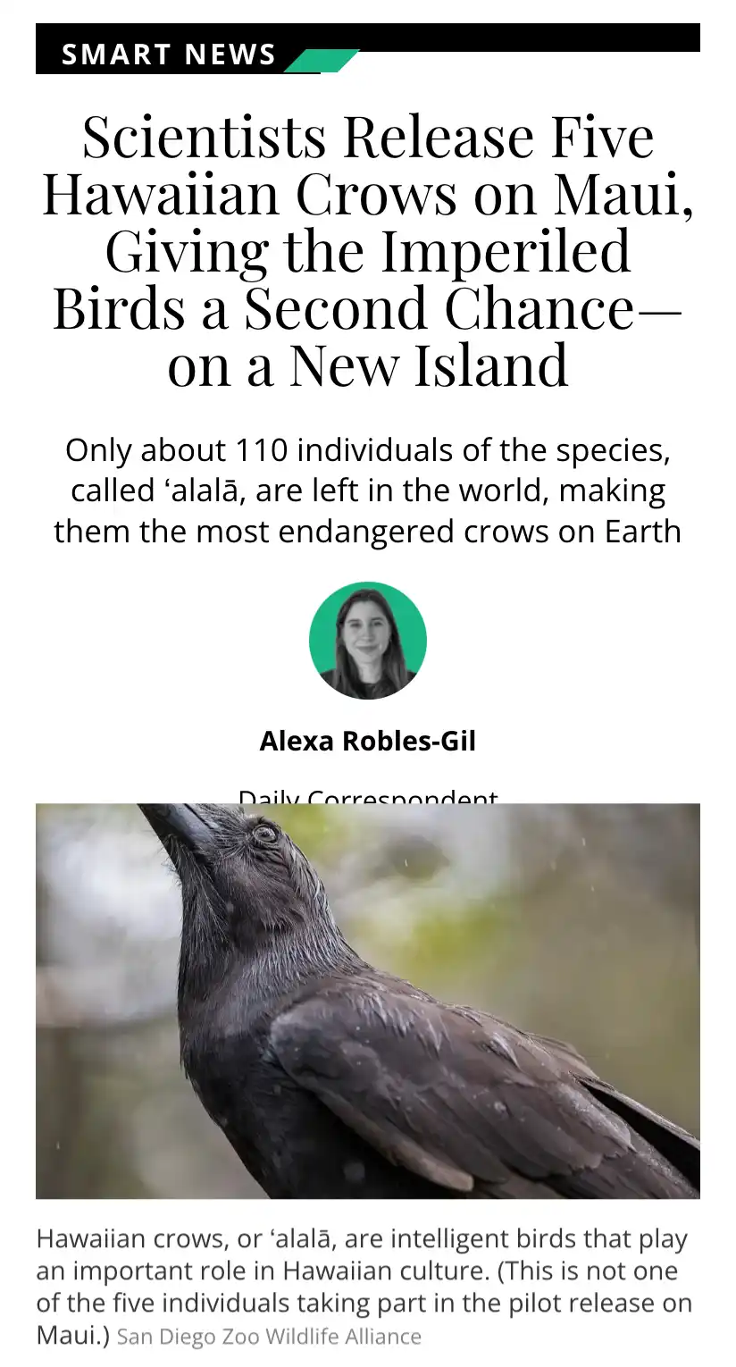 A news article screenshot from Smart News shows a close-up photo of a dark-feathered Hawaiian crow, also called 'alalā, with…