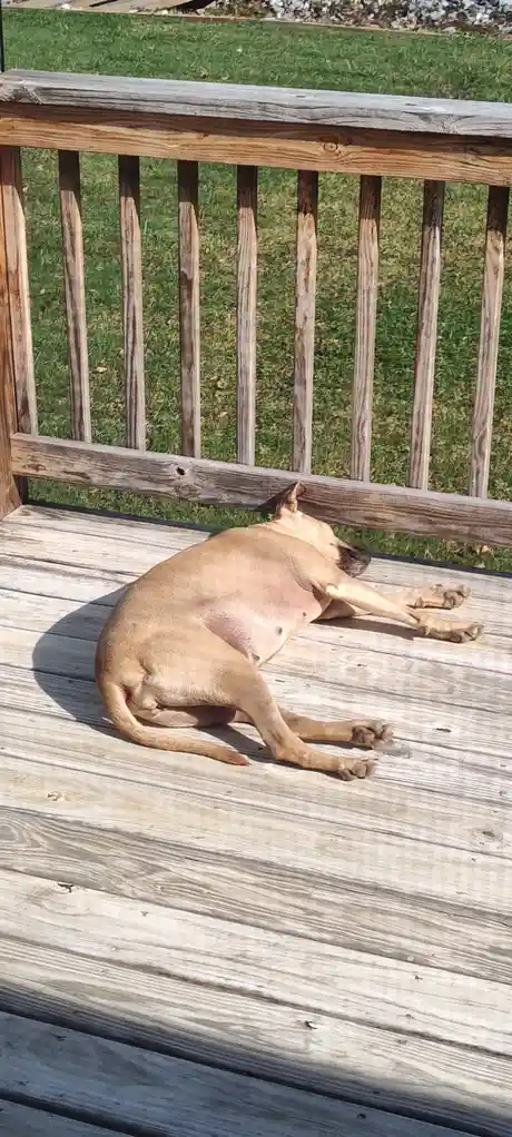 A tan dog is lying on its side on a weathered wooden deck, stretching its front legs out in front of it while its head rests…
