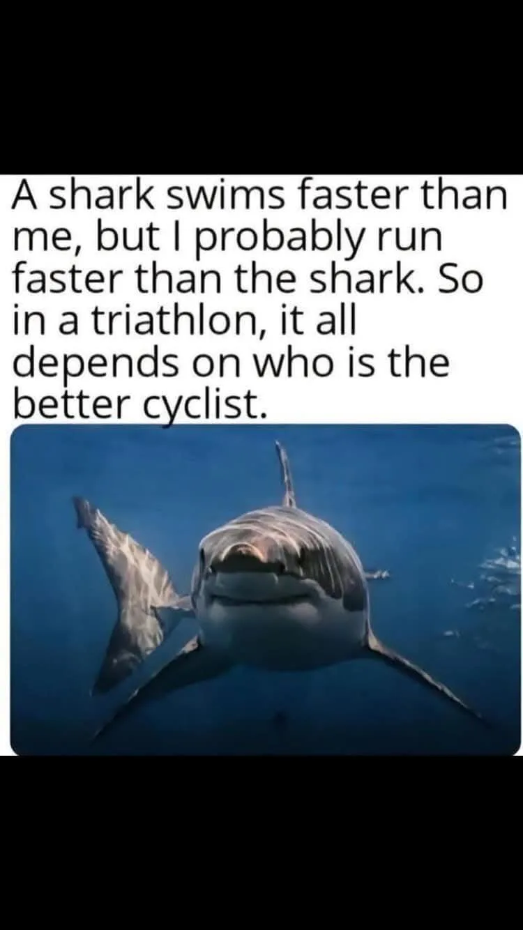 A close-up underwater photo of a shark swimming toward the camera with a seemingly smug or confident expression. Overlaid…