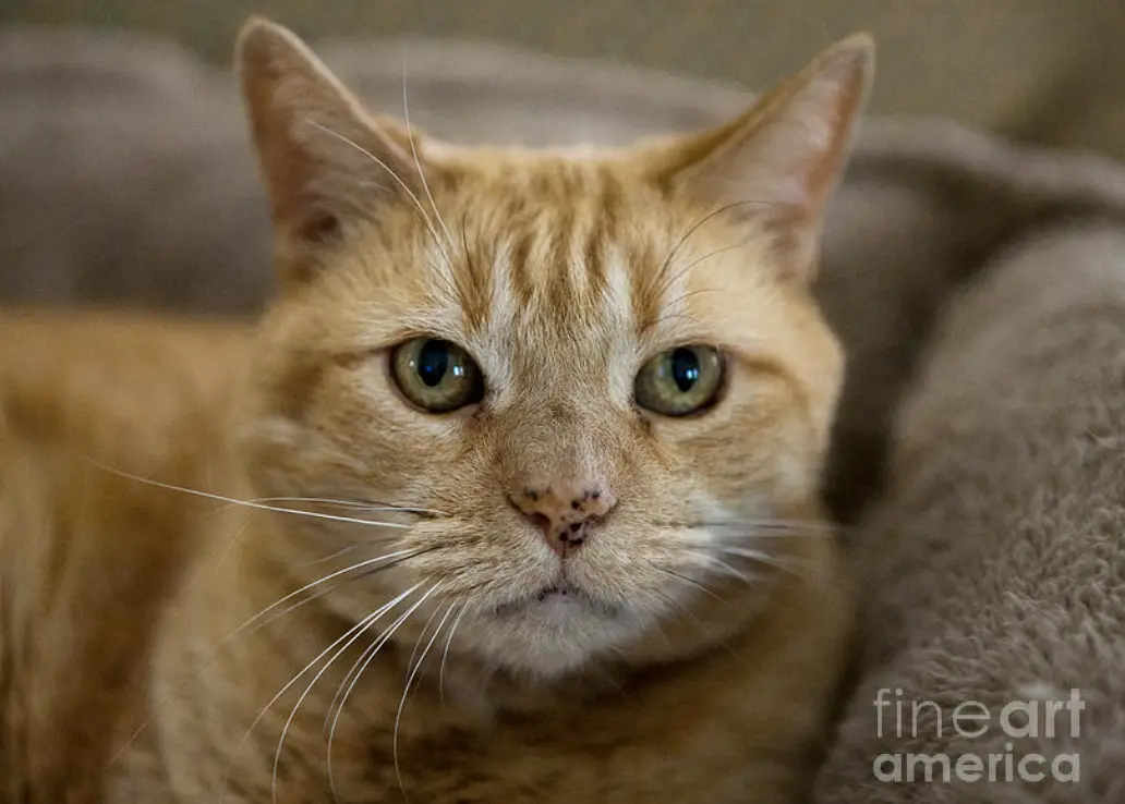 a close-up photo of a ginger cat with wide, intense green eyes staring directly at the camera, conveying a look of weary…