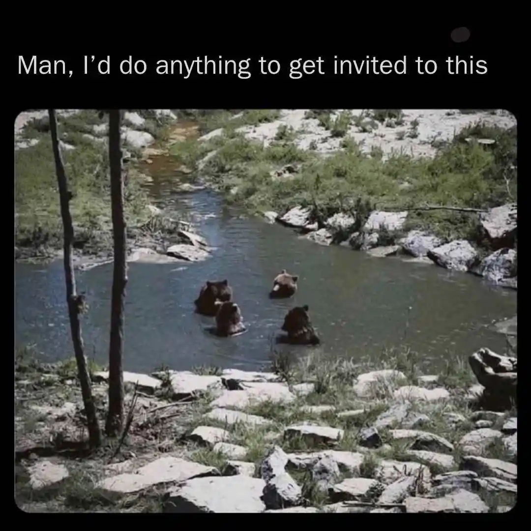Four brown bears are seen from behind, wading and swimming in a shallow, rocky river surrounded by green vegetation and…