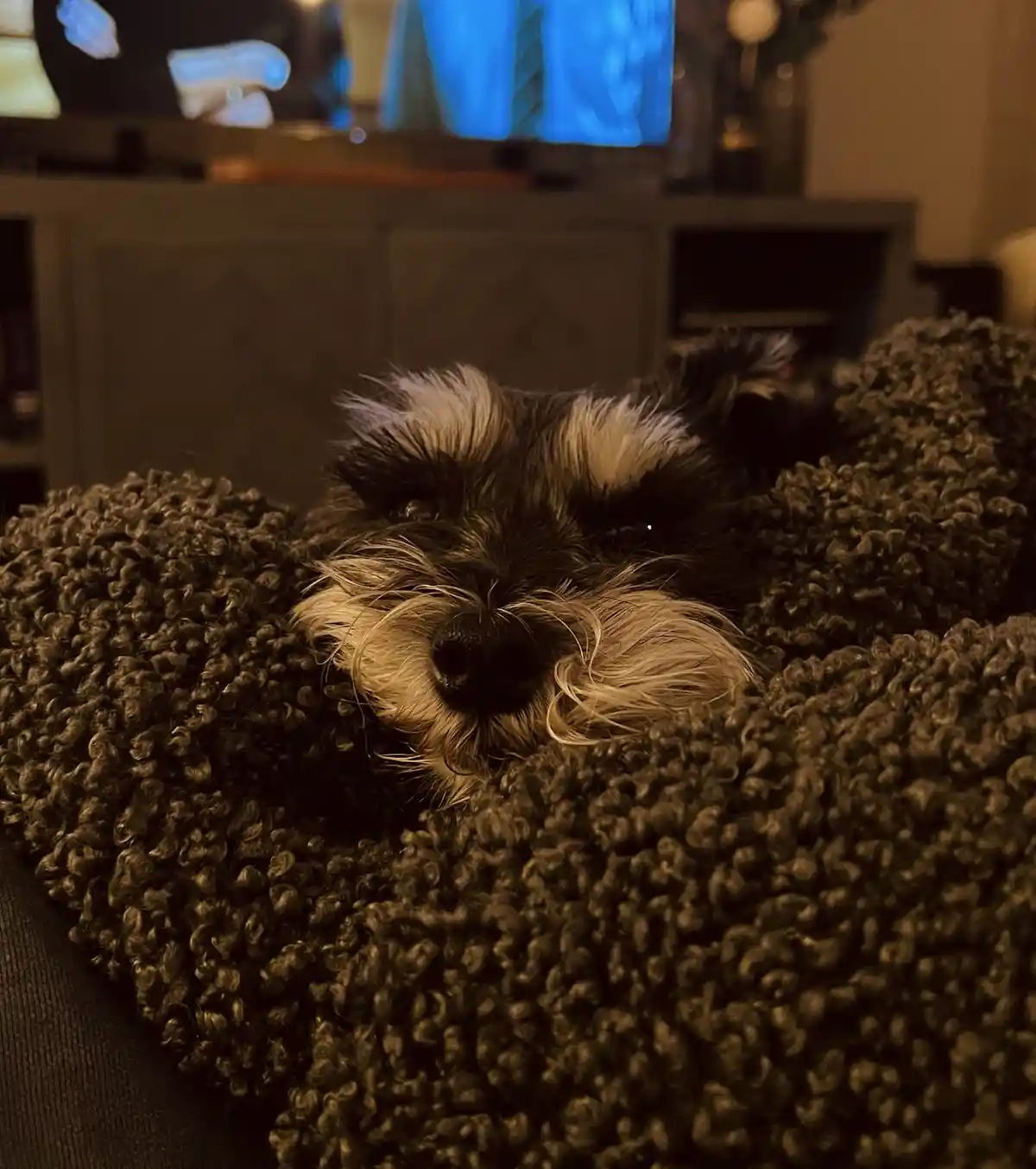 A small black and tan dog, likely a schnauzer, is peeking out from under a thick, dark brown, textured blanket on a couch…
