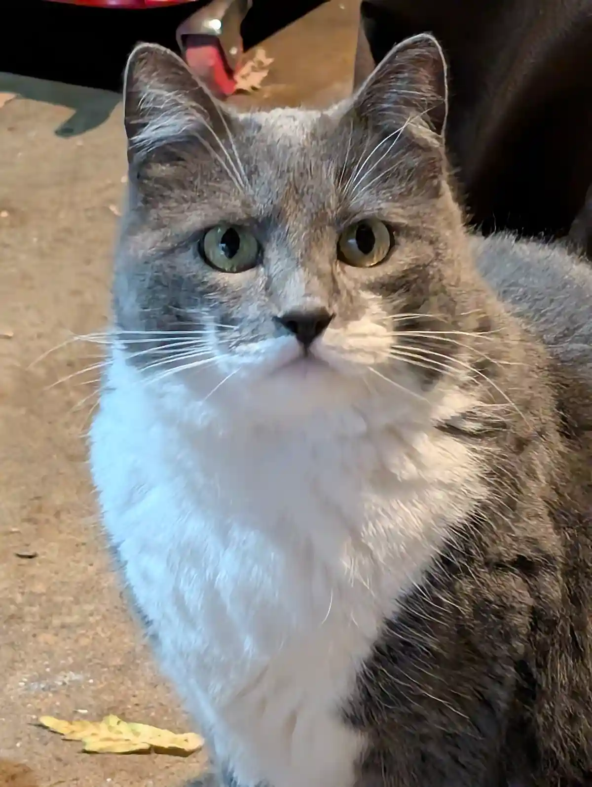 A close-up photo of a gray and white cat with wide, unblinking green eyes staring directly at the camera, conveying a look…