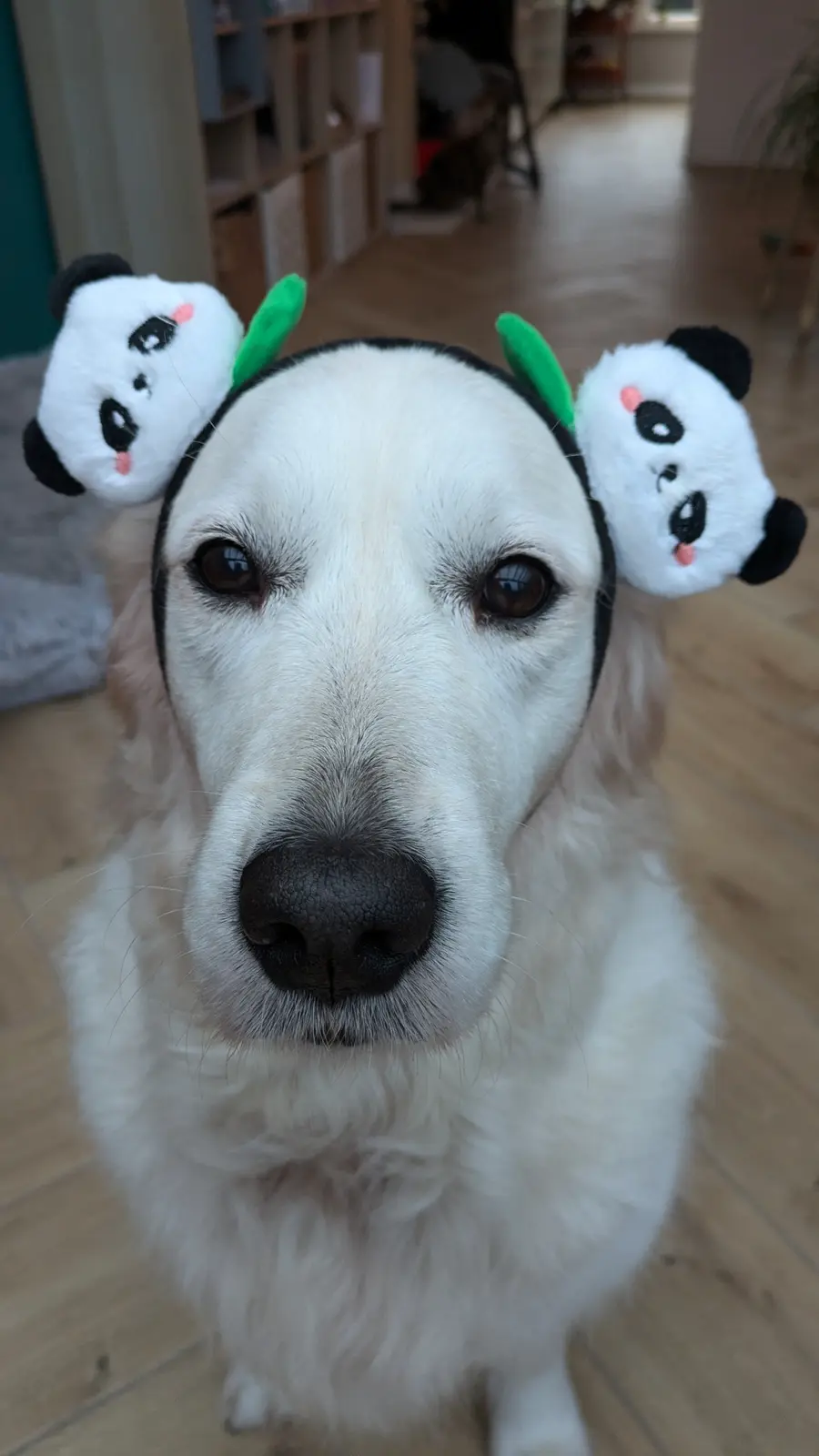 A close-up photo of a white dog looking directly at the camera, wearing a headband with two plush panda ears and green…