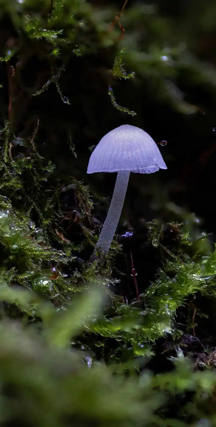 A small, translucent, pale purple mushroom with a delicate cap and stem stands upright in a bed of lush, green moss. The…