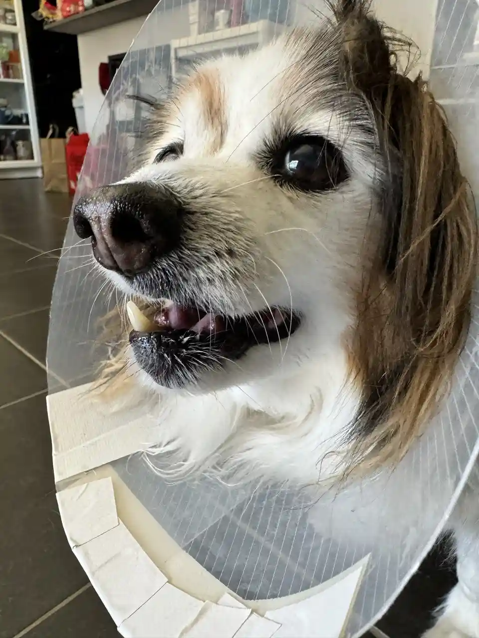 A close-up photo of a small, fluffy dog with white and brown fur wearing a clear plastic cone collar, taped around its neck…