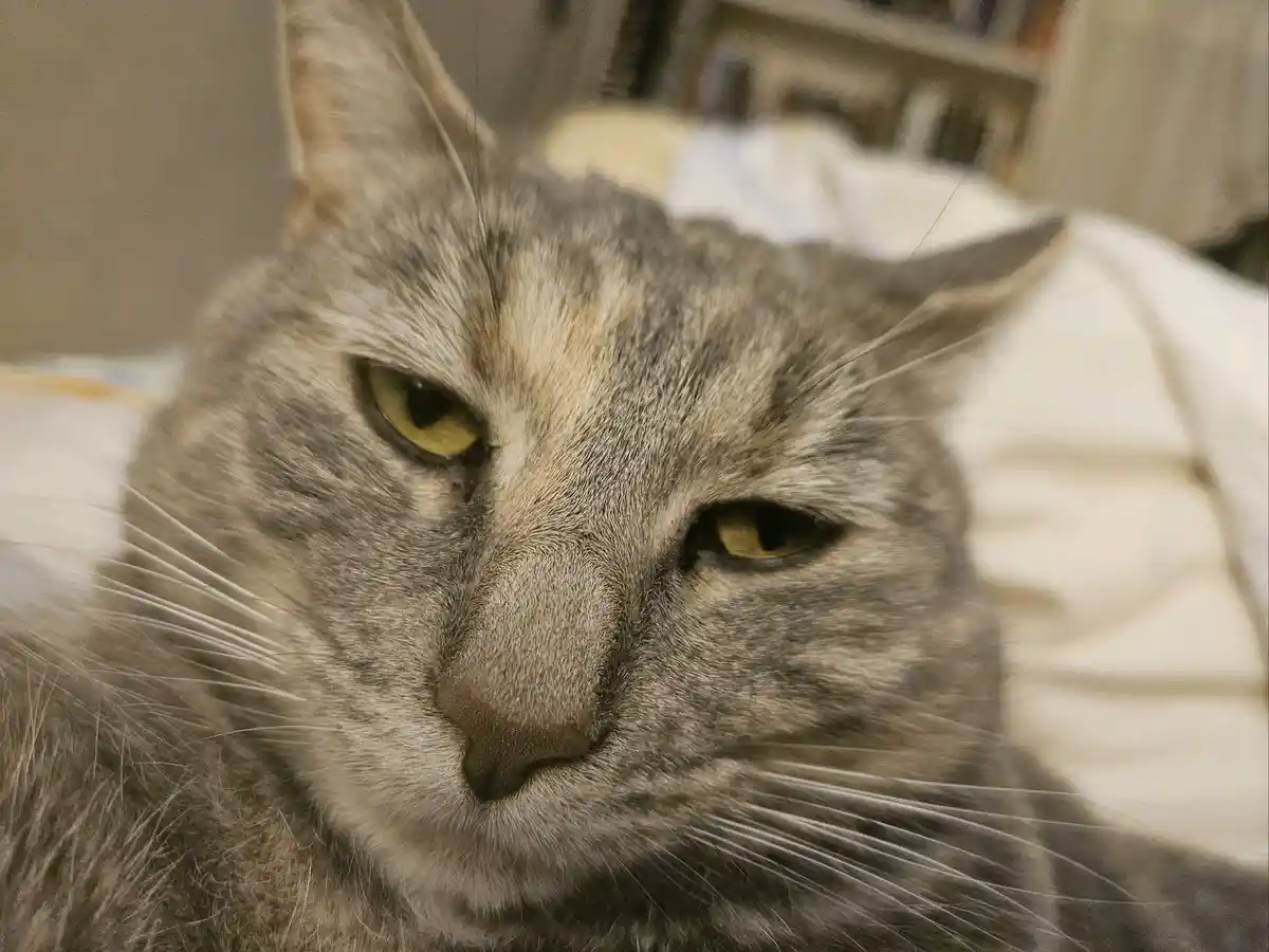 Daily Cat Pictures to Brighten Your Day
