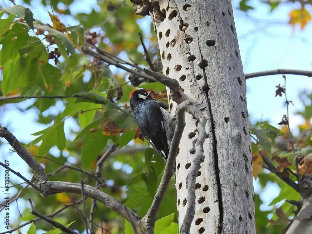 A pileated woodpecker with a red crest perches on a tree branch next to a tree trunk riddled with holes from its drilling…