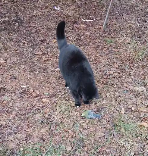 A black cat with white paws is standing over a small bird lying on the ground covered in dry leaves and pine needles. The…