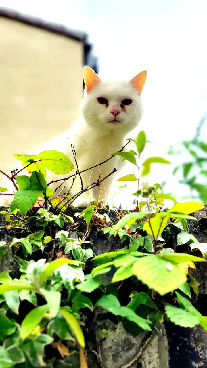 A white cat with dark, tired-looking eyes and visible dirt or blood around its nose and eyes sits atop a stone wall…