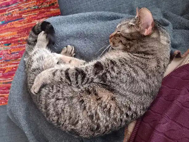 A gray tabby cat is curled up in a tight ball on a gray blanket, eyes closed and tail wrapped around its body, appearing…