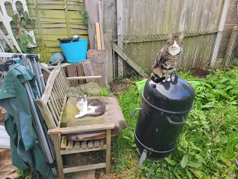 Latest Updates on Our Autumn Cat Adventures