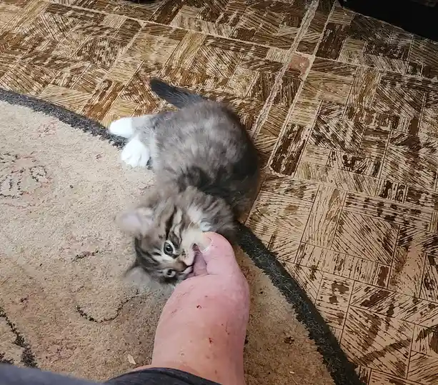 A small gray tabby kitten with white paws is lying on its back on a patterned floor, gently chewing on a person's finger…