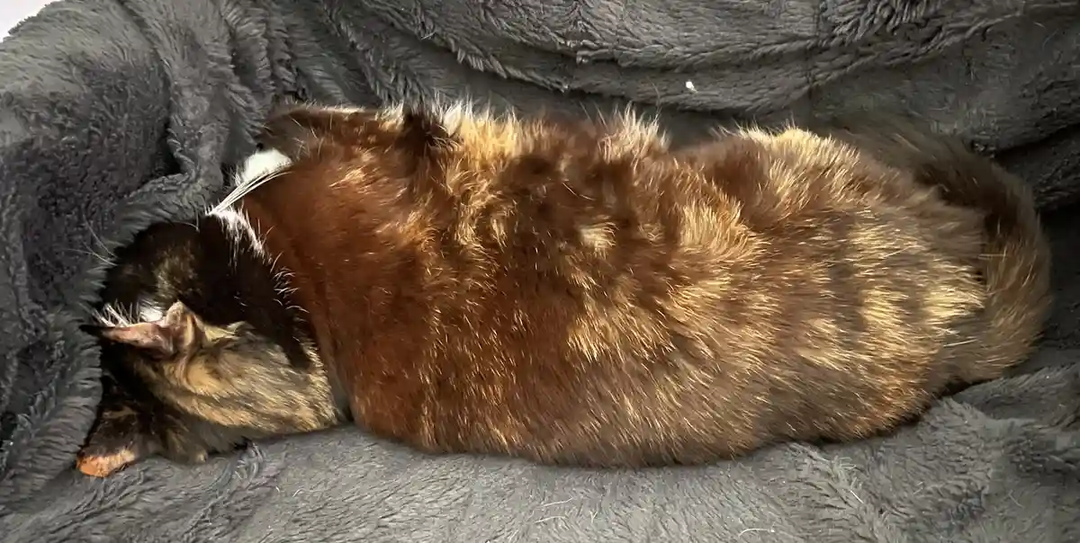 A fluffy, brown and black cat is curled up tightly in a ball on a dark gray, textured blanket, appearing to be sleeping. The…